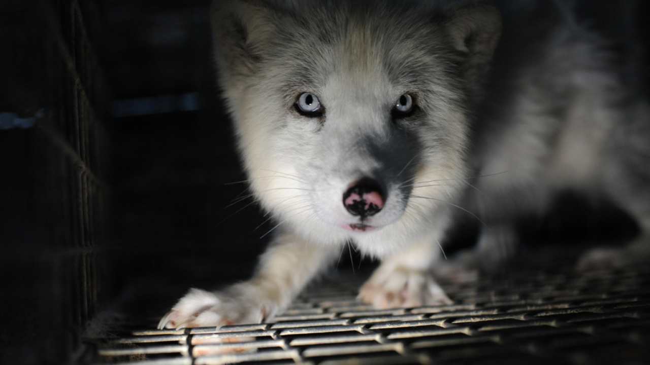 a fox in a cage looking at the camera